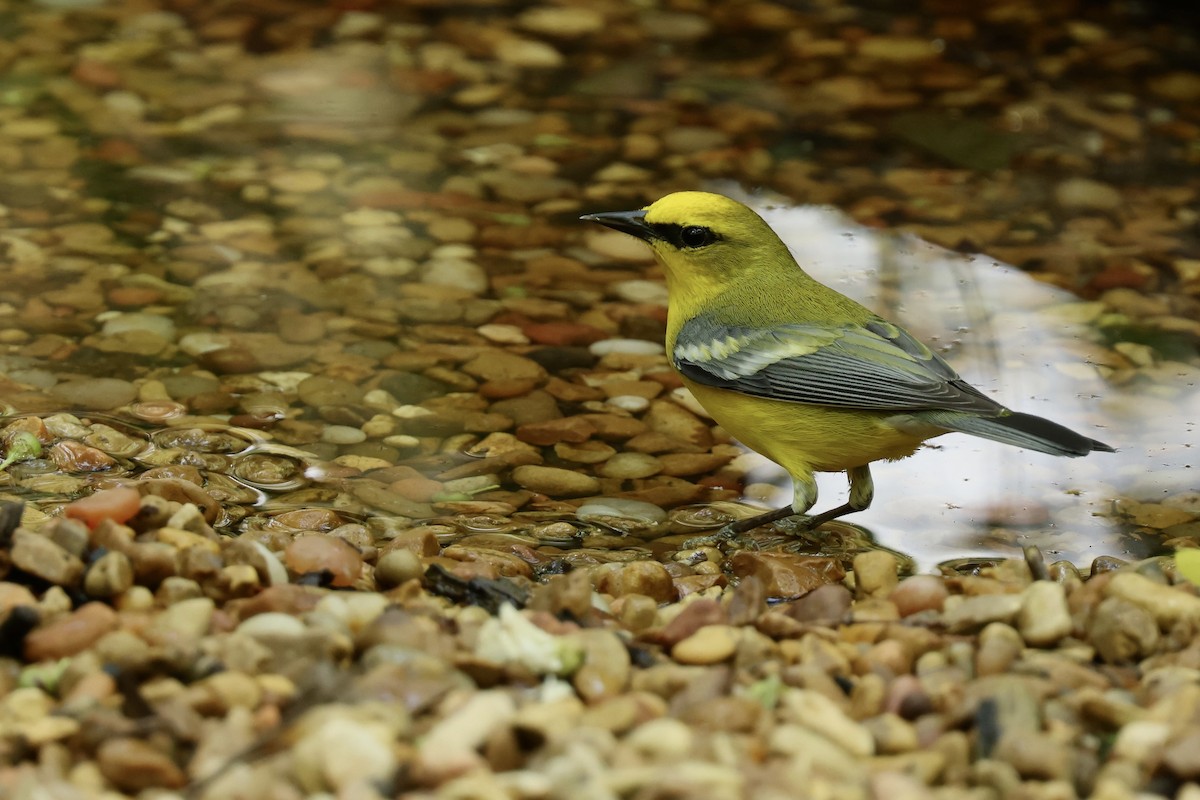 Blue-winged Warbler - Grace Simms  🐦‍⬛