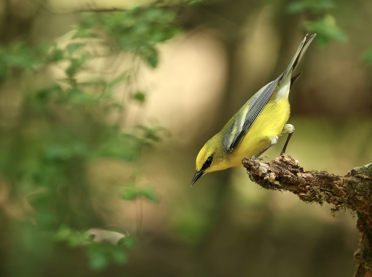 Blue-winged Warbler - Grace Simms  🐦‍⬛