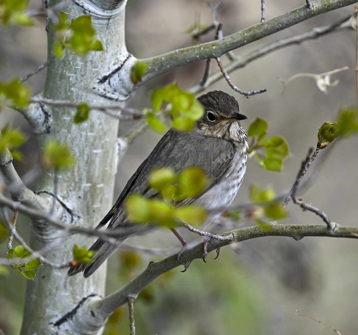 Swainson's Thrush - ML619505318