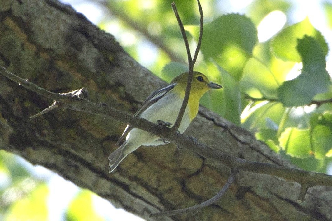 Yellow-throated Vireo - Natalie Queally