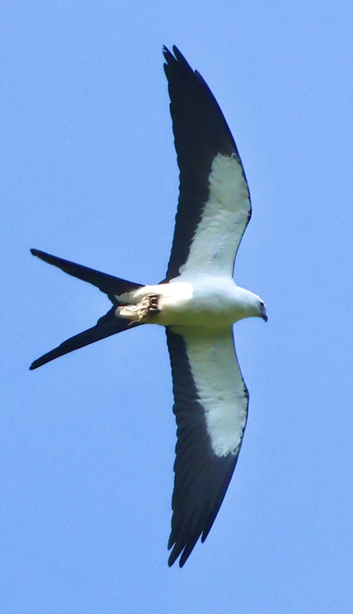 Swallow-tailed Kite - Debbie Crowley