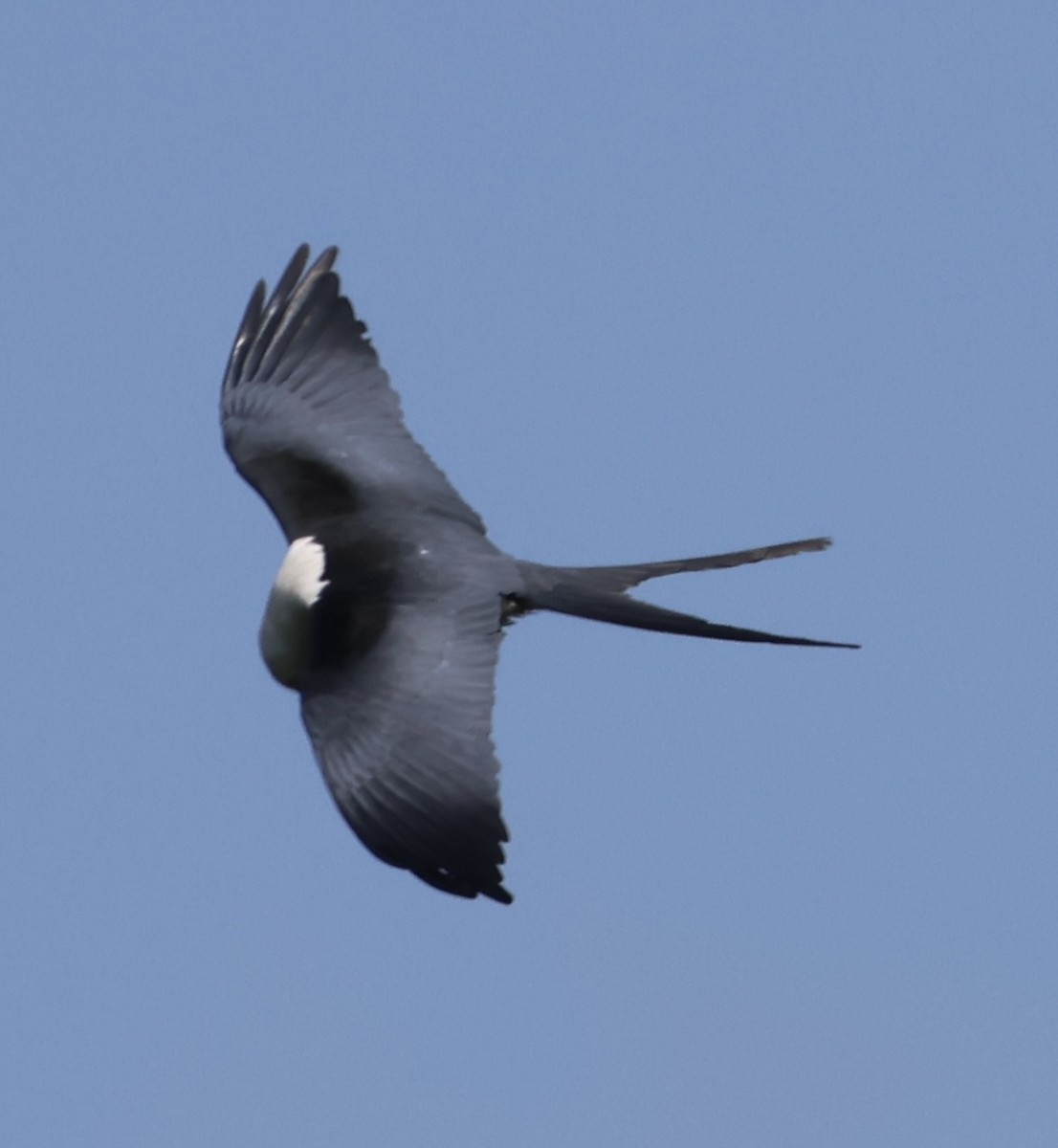 Swallow-tailed Kite - Debbie Crowley