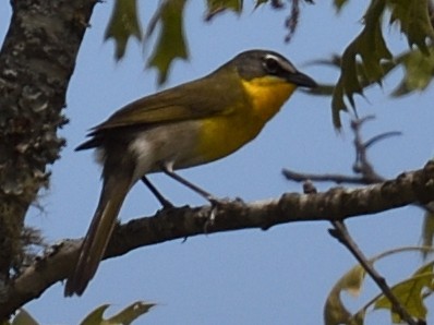 Yellow-breasted Chat - ML619505330