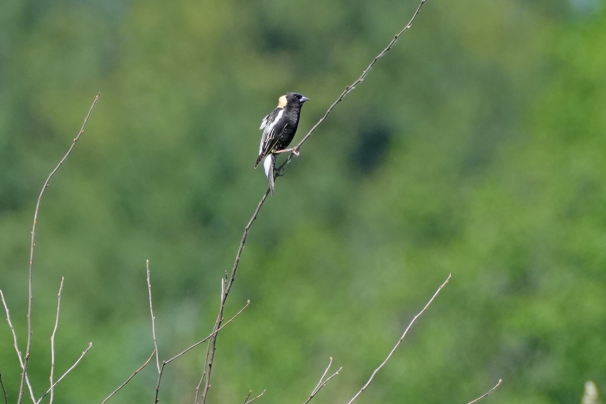 Bobolink - Maneesh Rajvanshi