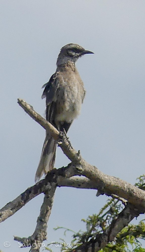 Long-tailed Mockingbird - Sandra Farkas