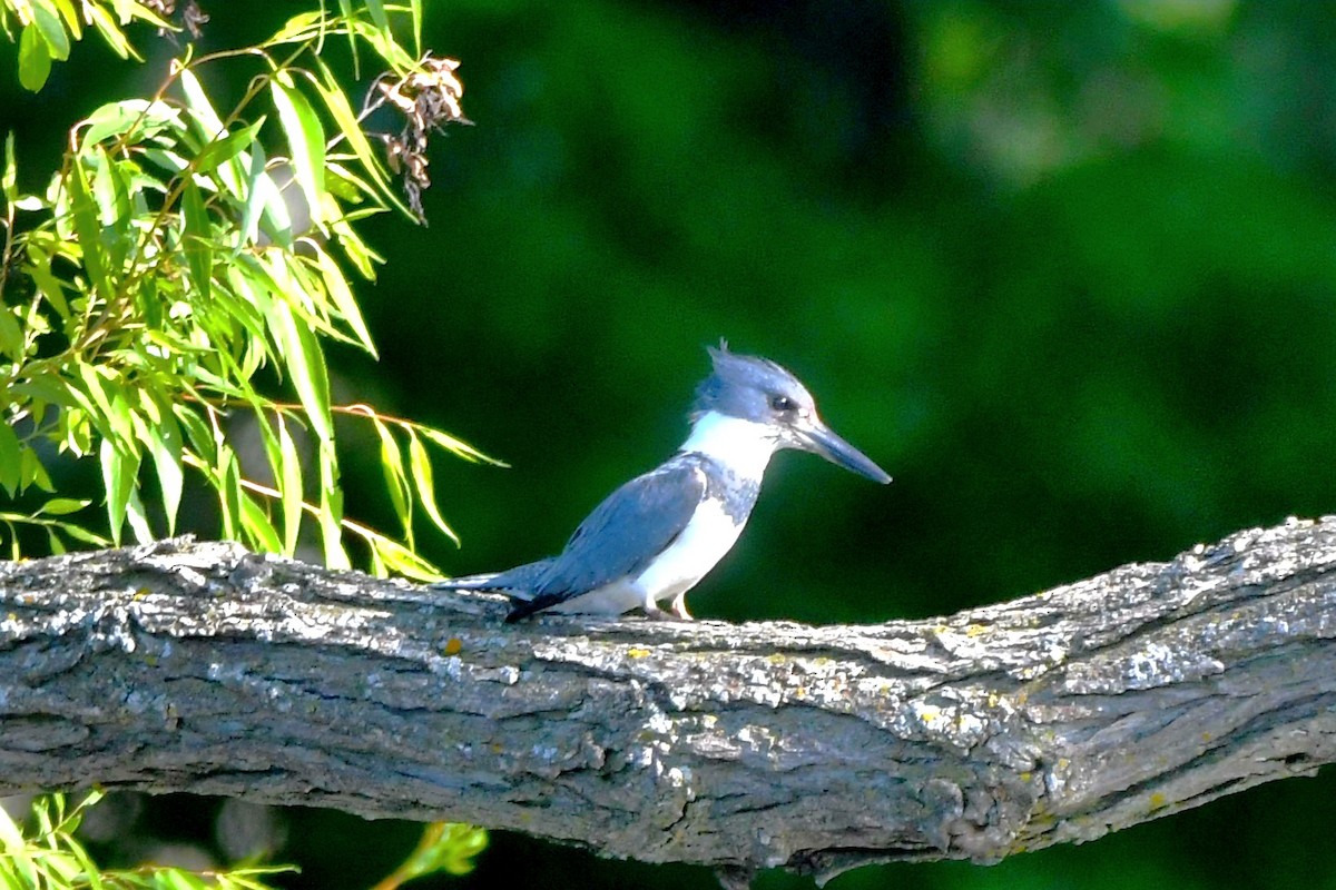 Belted Kingfisher - Joe Gadbois