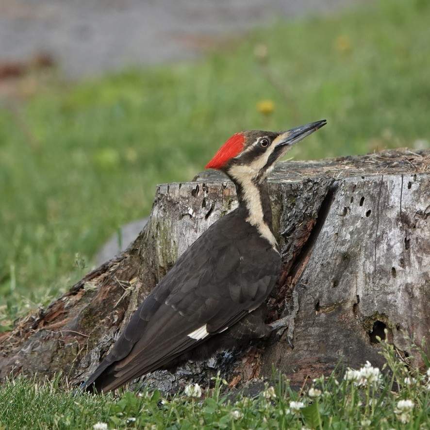 Pileated Woodpecker - Troy Gorodess