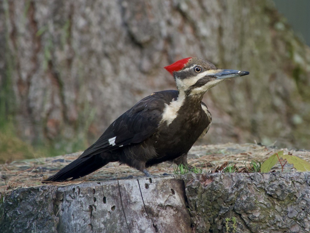 Pileated Woodpecker - Troy Gorodess