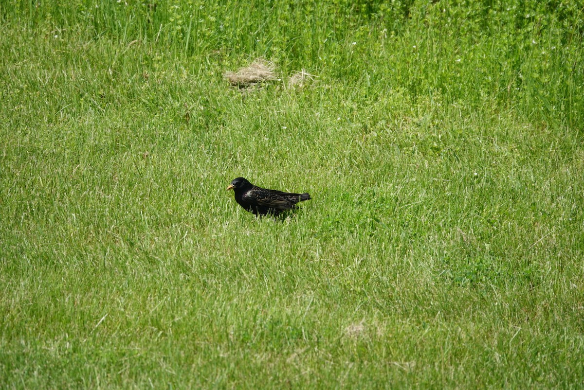 European Starling - S Rama Chandran