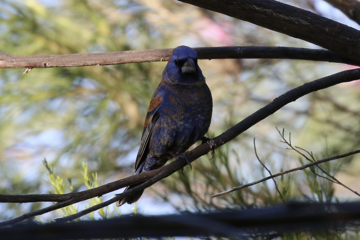 Blue Grosbeak - Jody Johnson