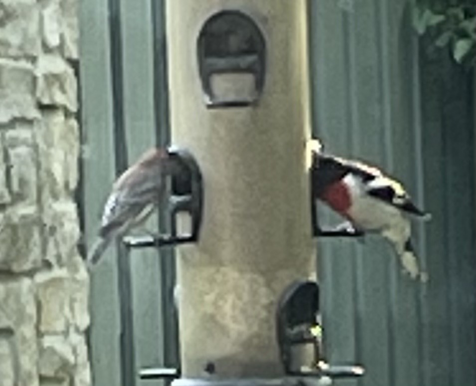 Rose-breasted Grosbeak - Ron Cain