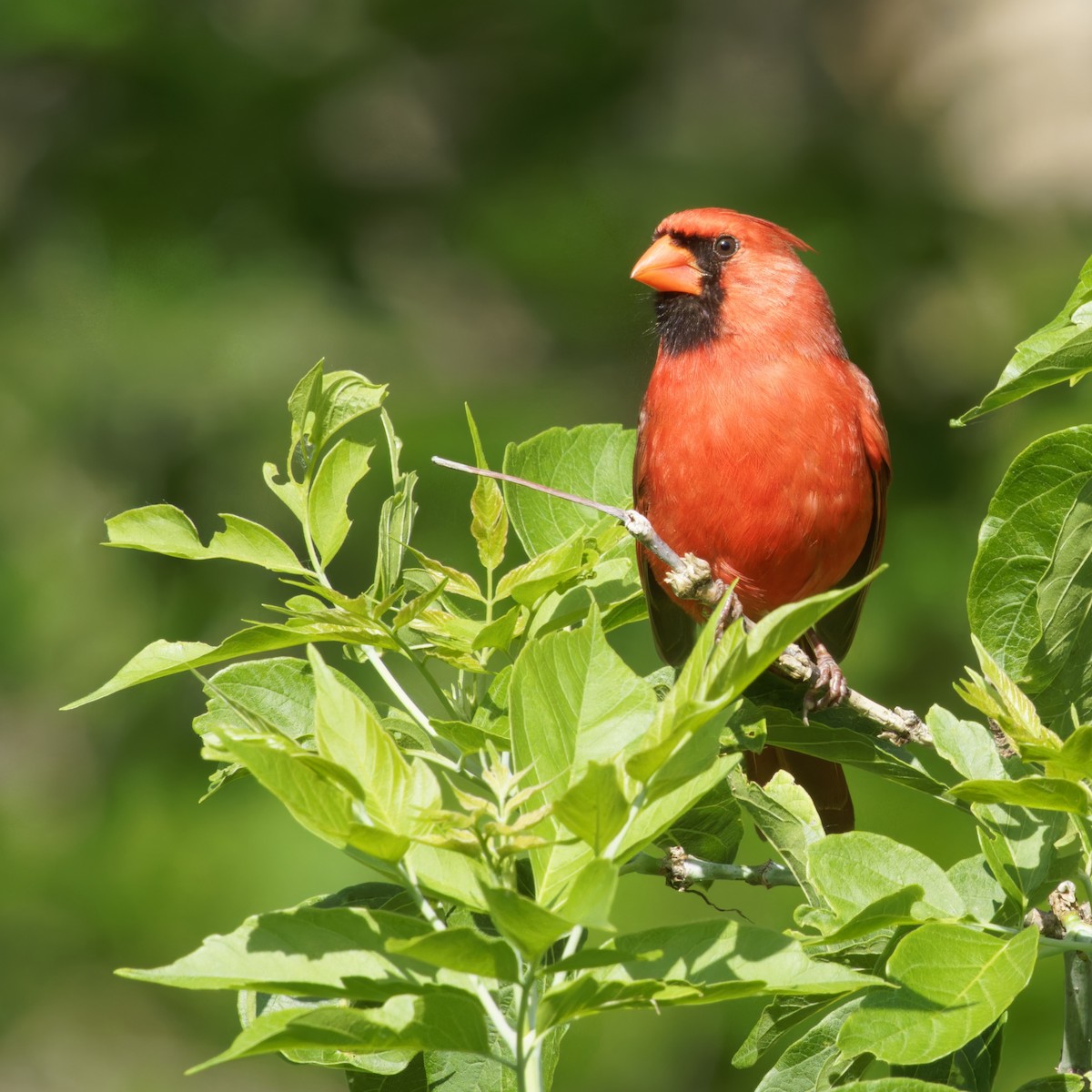 Northern Cardinal - Thomas Burns