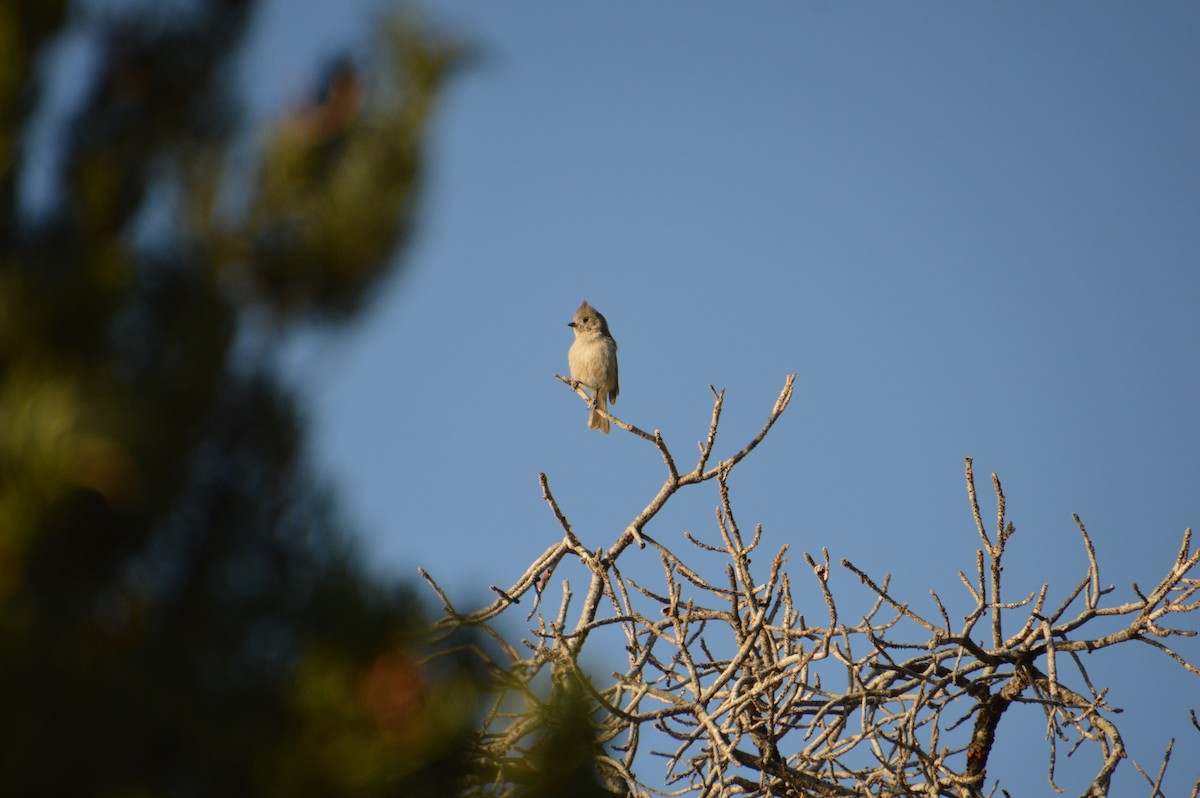 Juniper Titmouse - Corinna Rostrom