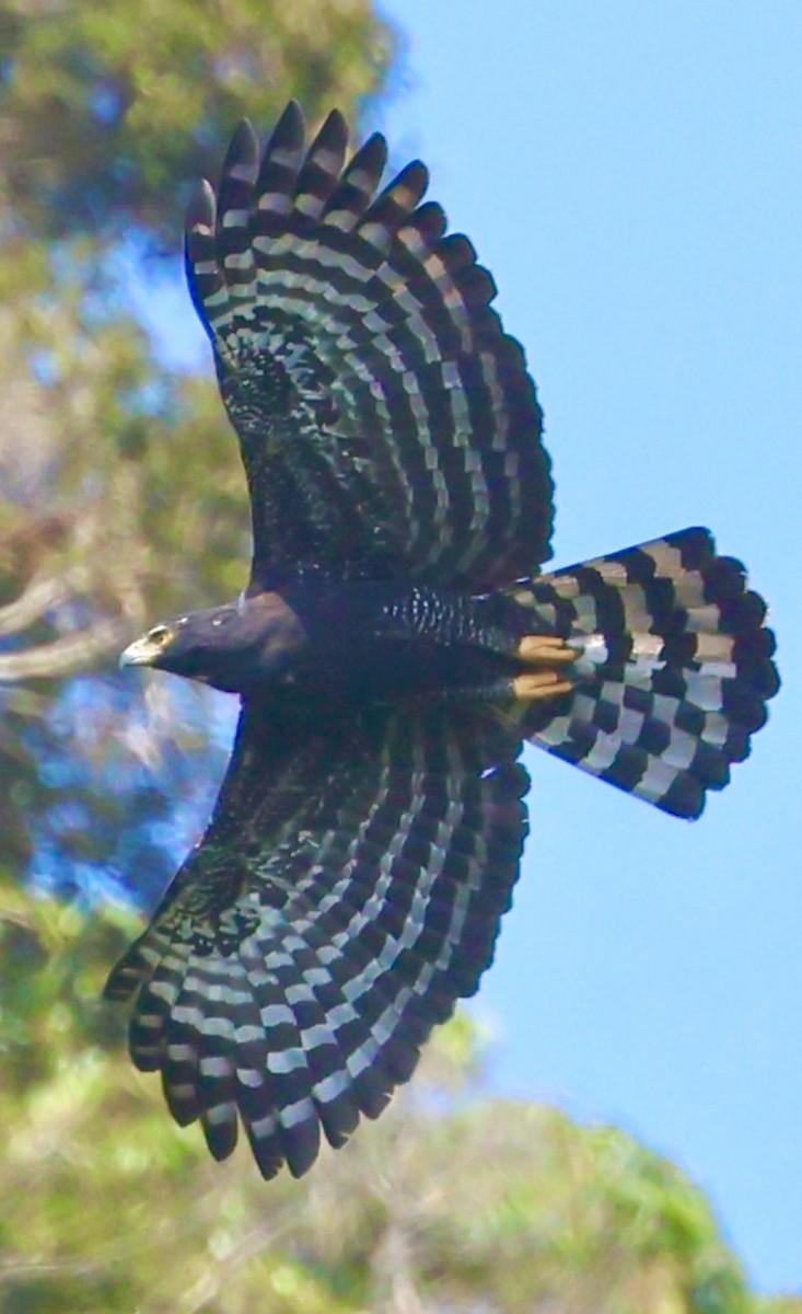 Black Hawk-Eagle - Debbie Crowley