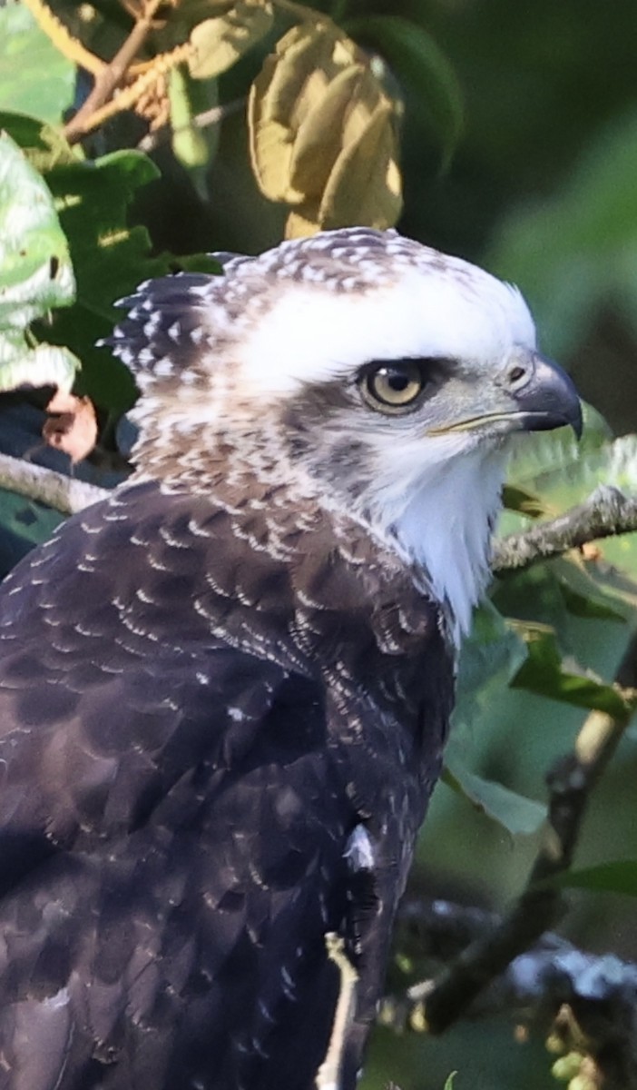 Black Hawk-Eagle - Debbie Crowley