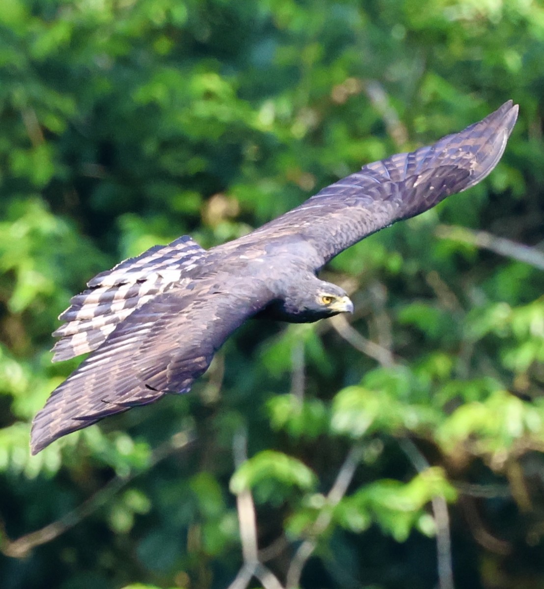 Black Hawk-Eagle - Debbie Crowley