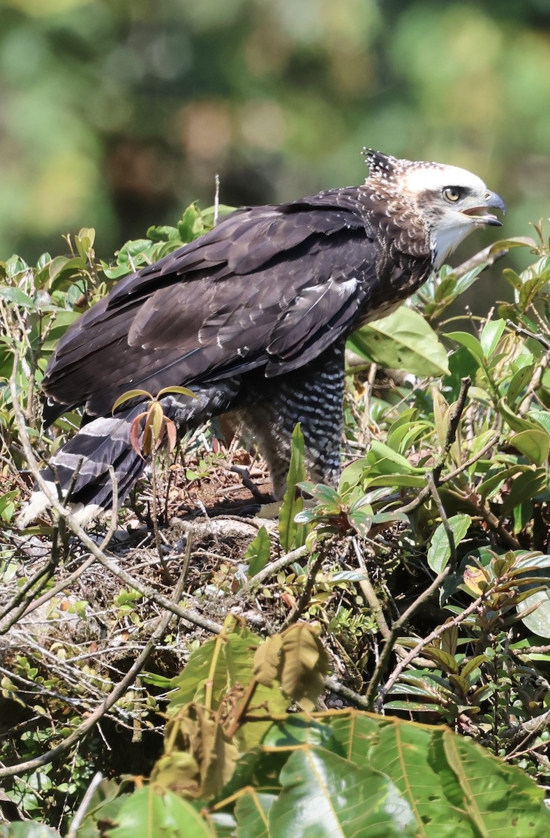 Black Hawk-Eagle - Debbie Crowley