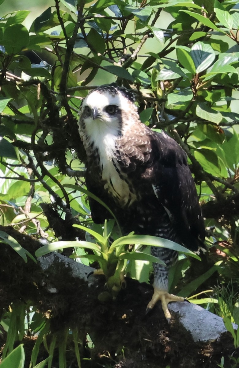 Black Hawk-Eagle - Debbie Crowley