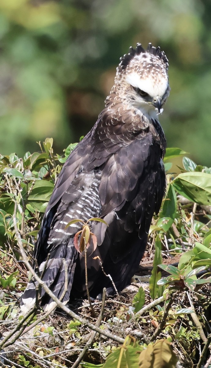 Black Hawk-Eagle - Debbie Crowley