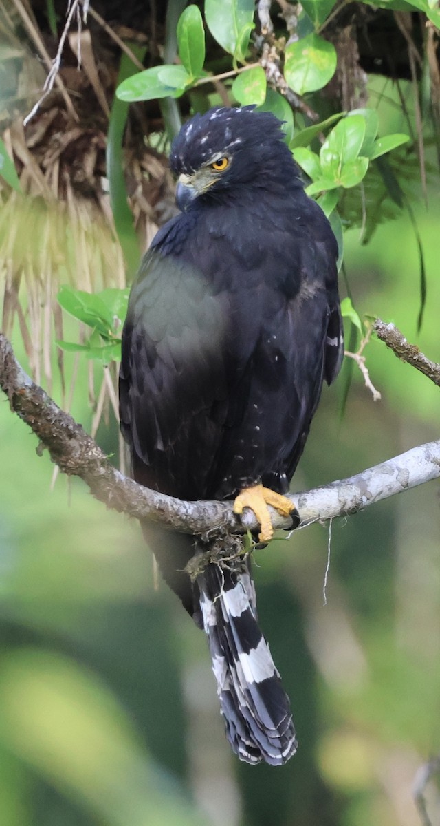 Black Hawk-Eagle - Debbie Crowley