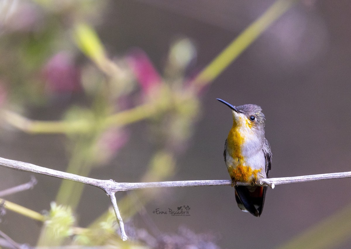 Ruby-topaz Hummingbird - Enma Pescador