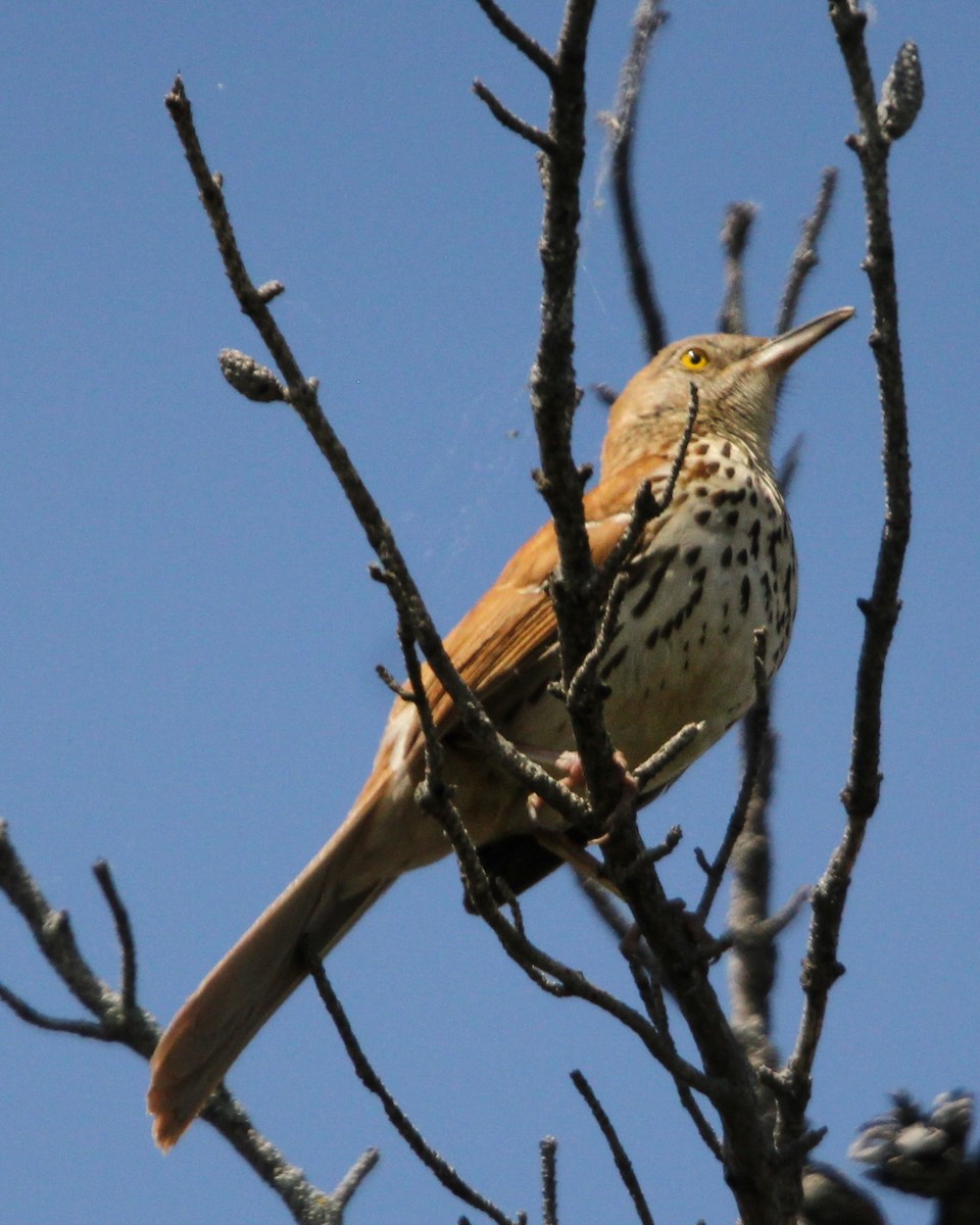 Brown Thrasher - Toni Van Wesep