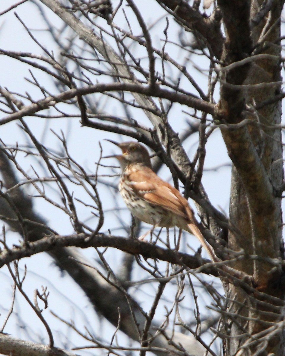 Brown Thrasher - Toni Van Wesep