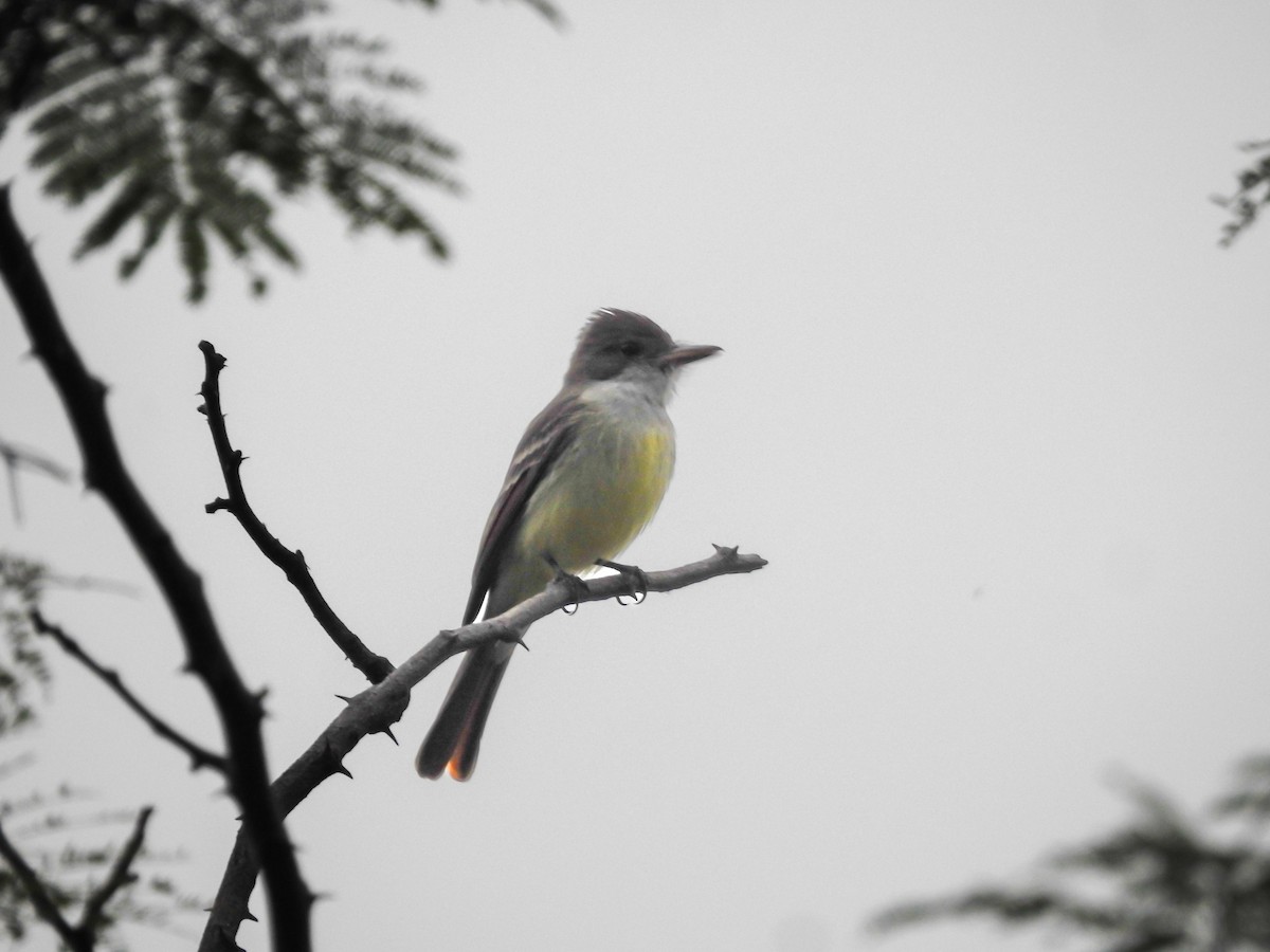 Dusky-capped Flycatcher - Cesar Augusto Pizarro Rios