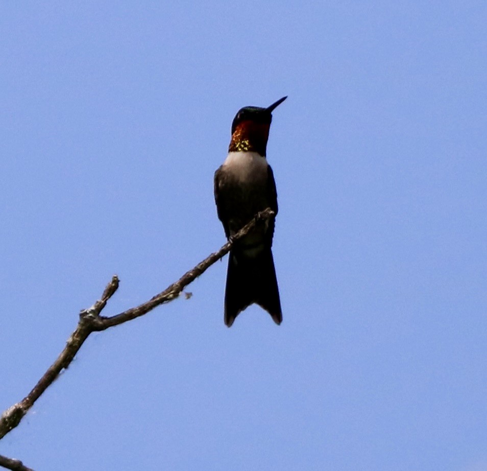 Ruby-throated Hummingbird - Carla Morris