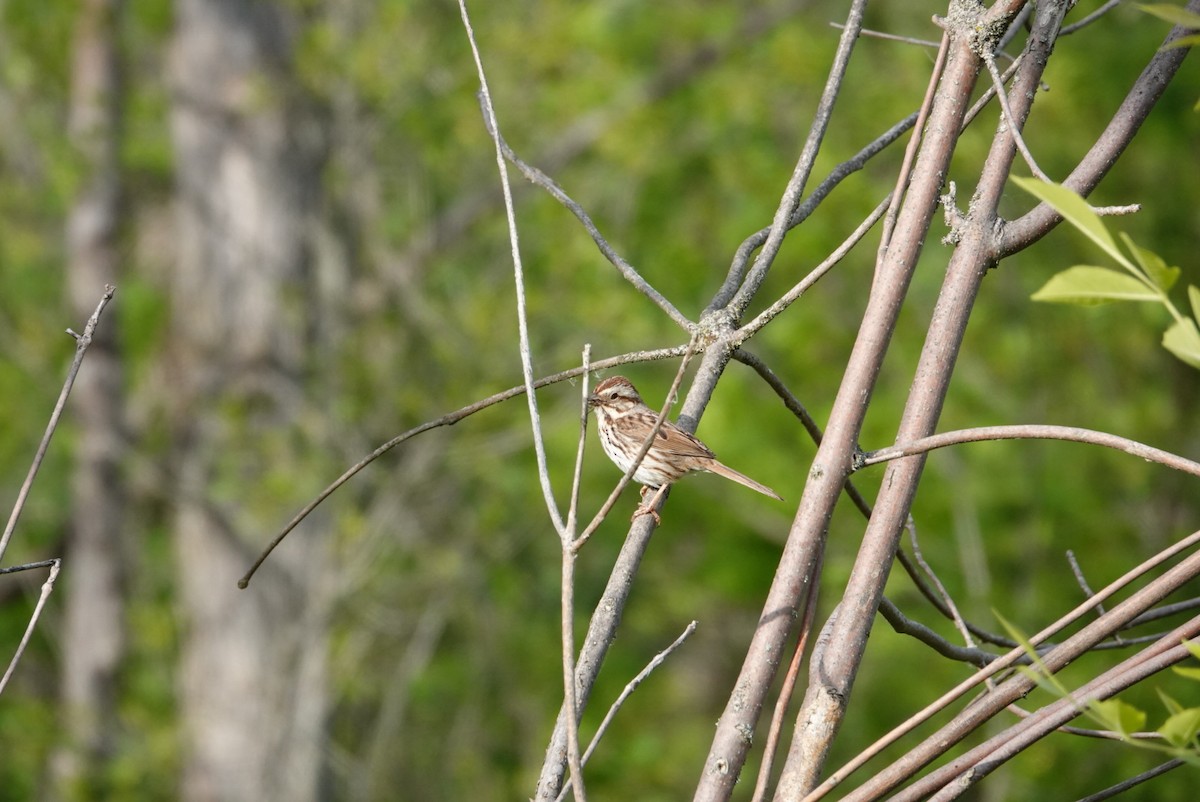 Song Sparrow - S Rama Chandran