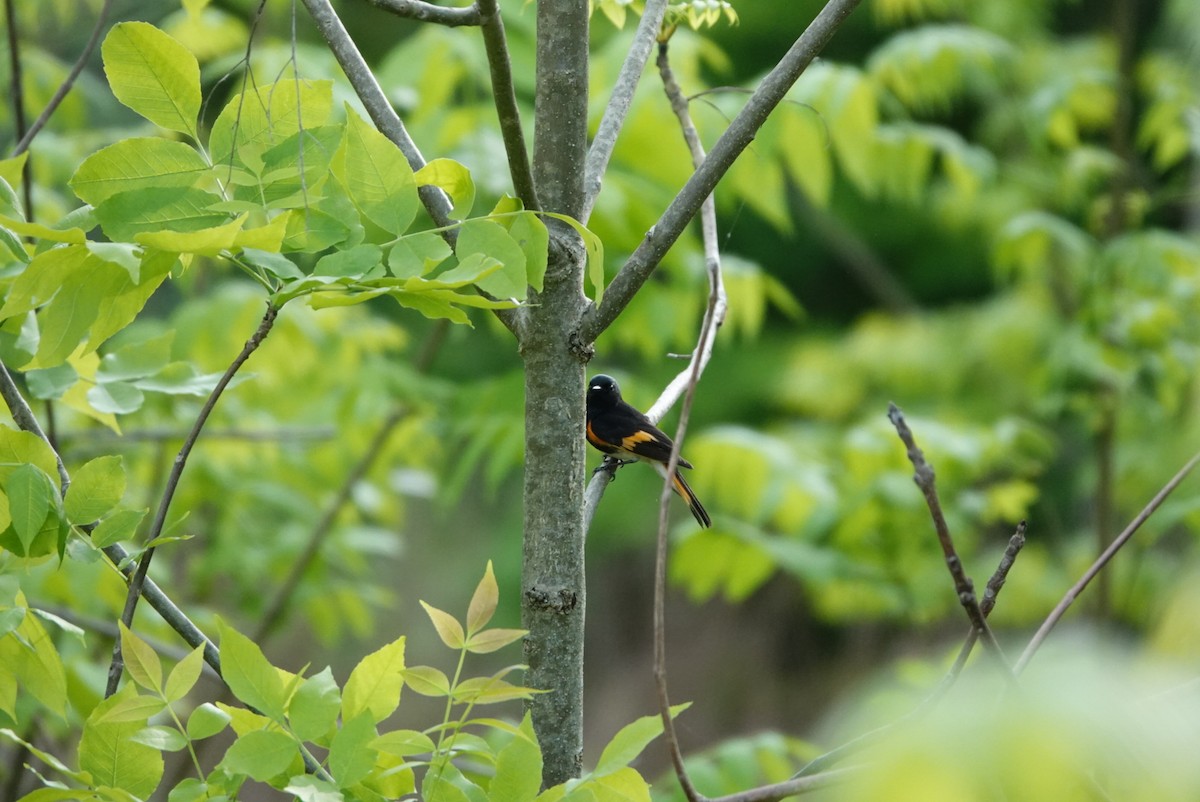 American Redstart - S Rama Chandran