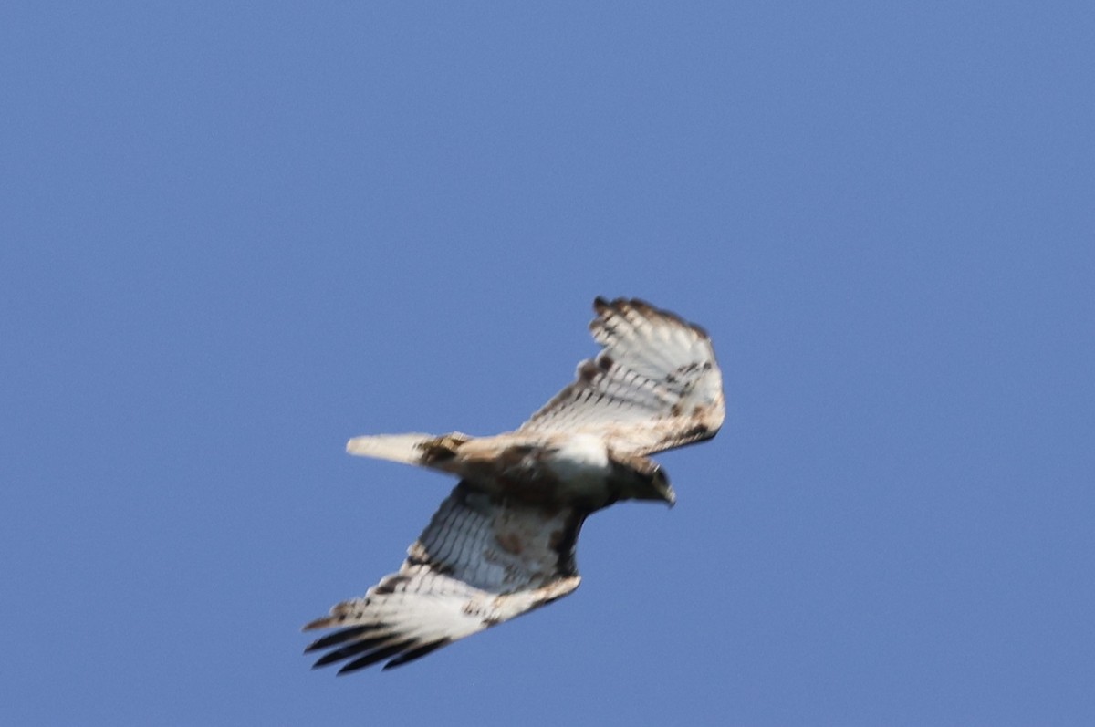 Short-tailed Hawk - Debbie Crowley