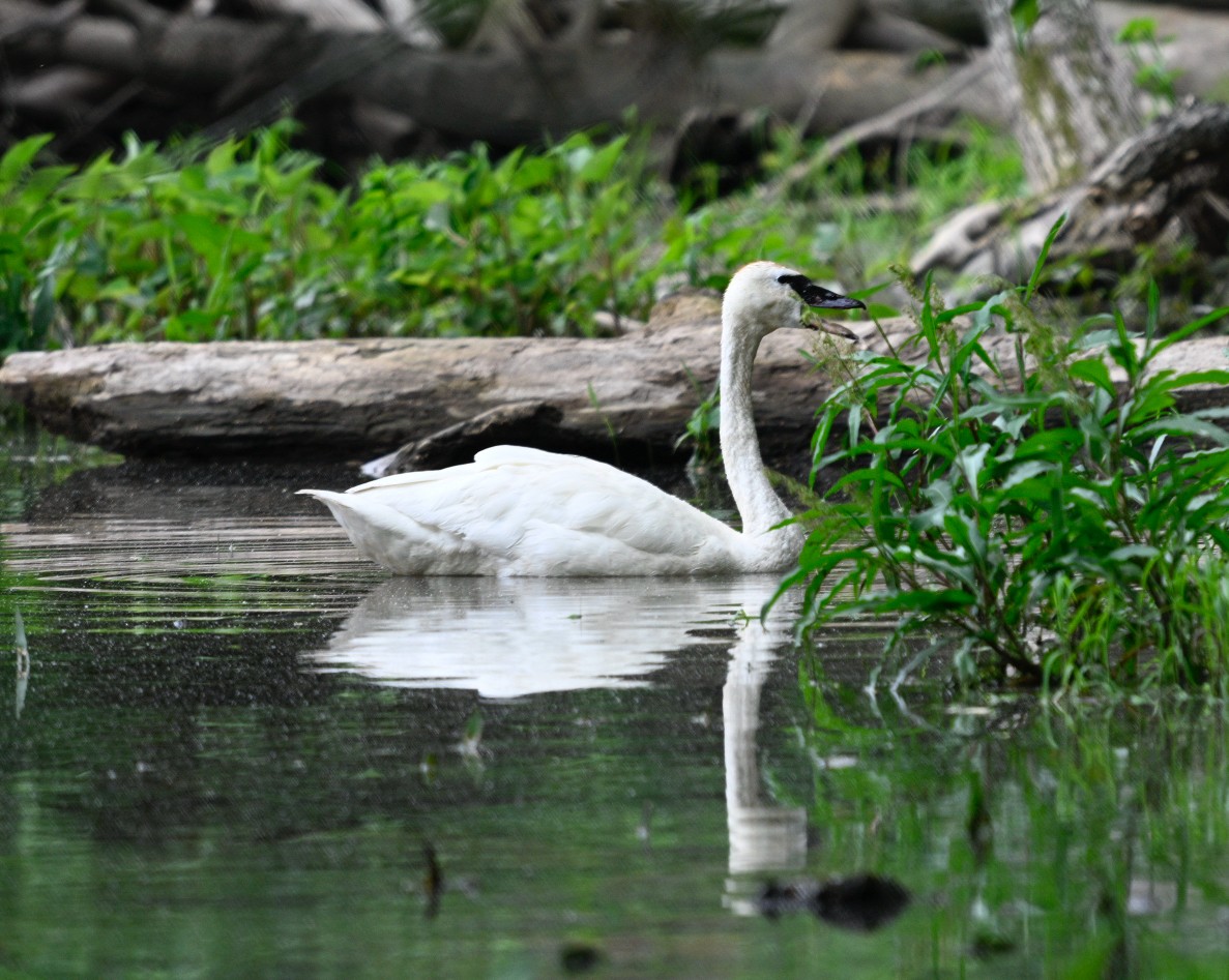 Tundra Swan - Frank Wang