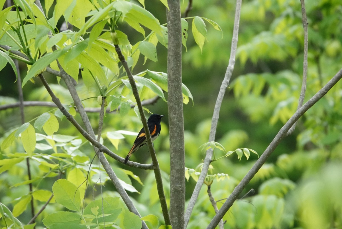 American Redstart - S Rama Chandran