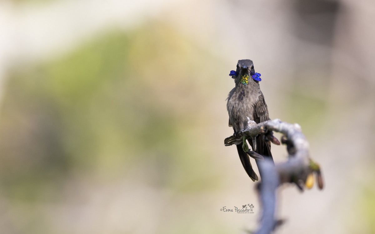 Colibrí Pardo - ML619505411