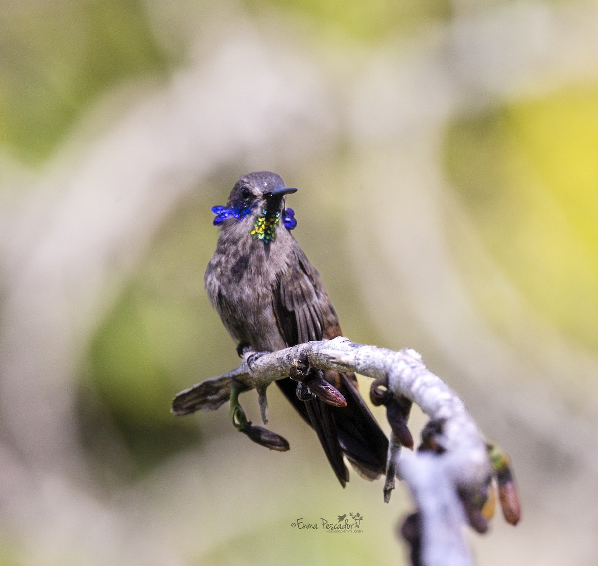 Colibrí Pardo - ML619505413