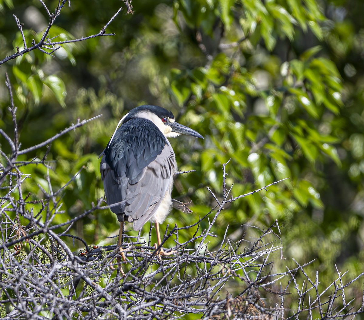 Black-crowned Night Heron - Douglas Knight