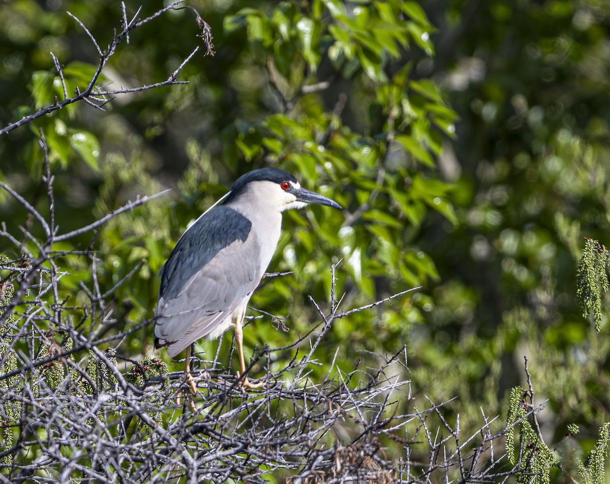 Black-crowned Night Heron - Douglas Knight