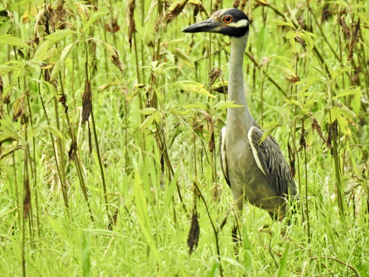 Yellow-crowned Night Heron - Randy James