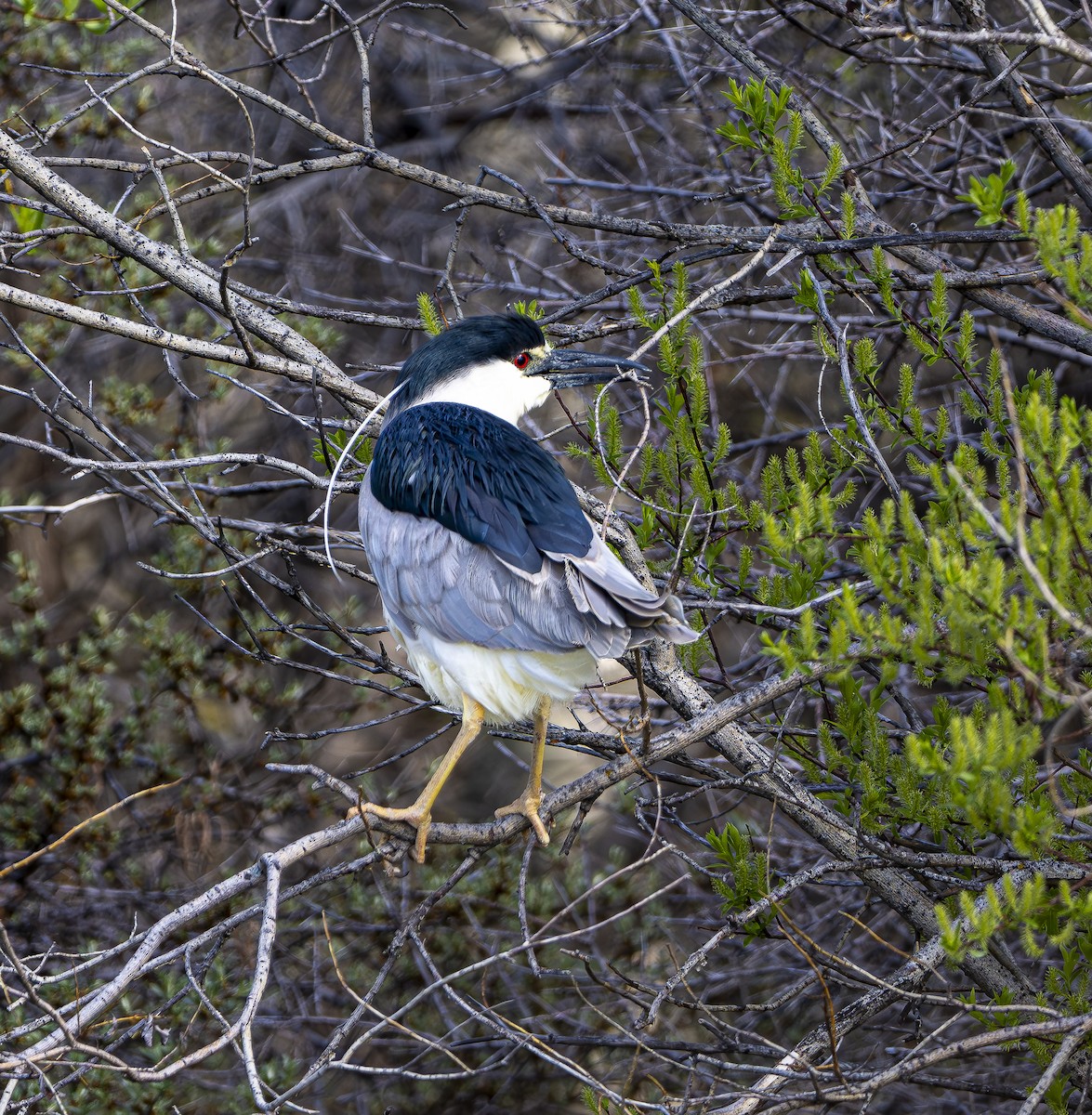 Black-crowned Night Heron - Douglas Knight