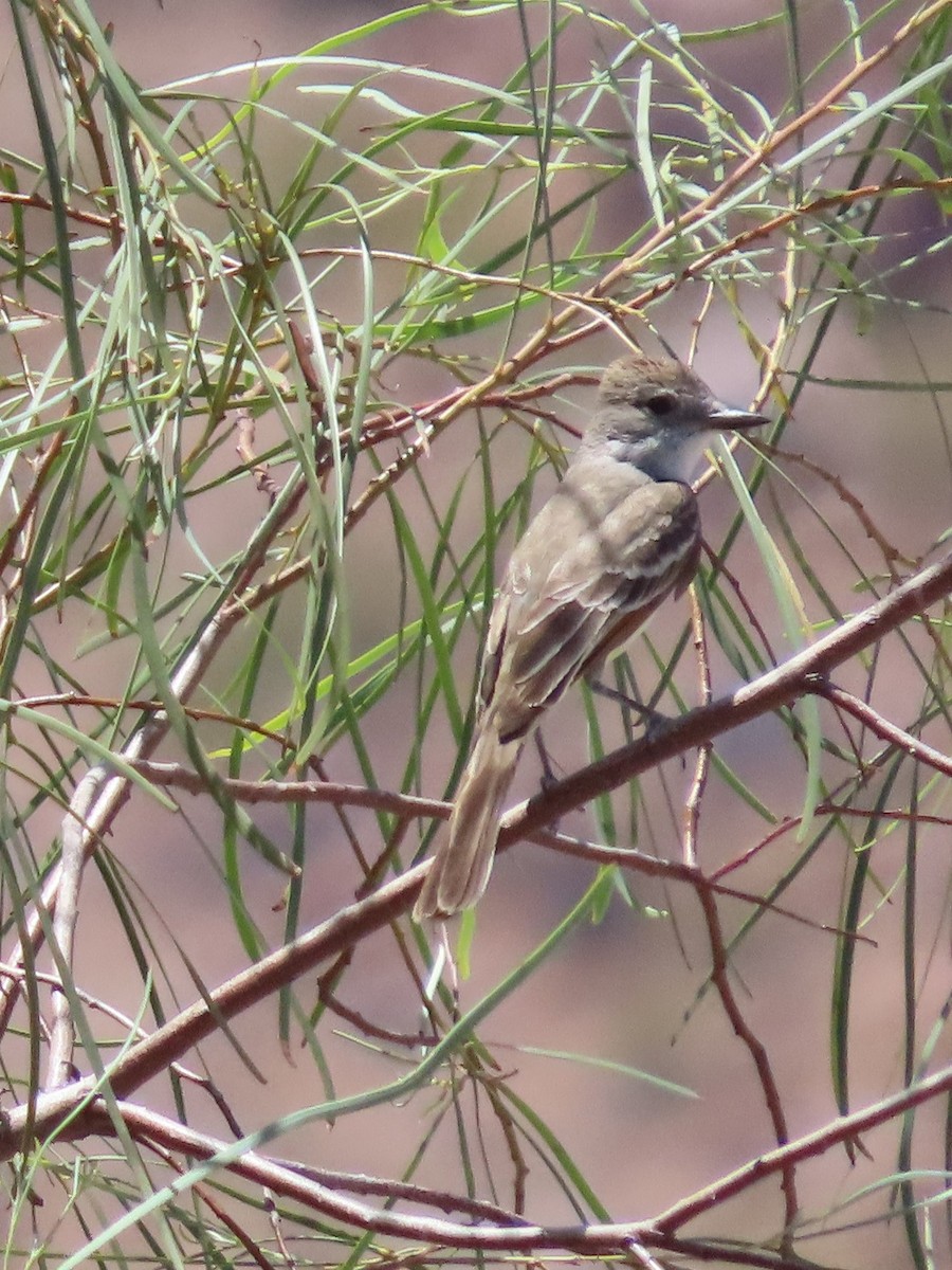 Ash-throated Flycatcher - Cathy Olson