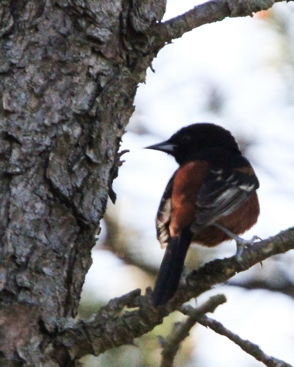 Orchard Oriole - Toni Van Wesep