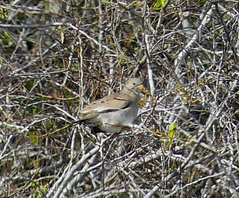 Croaking Ground Dove - Sandra Farkas