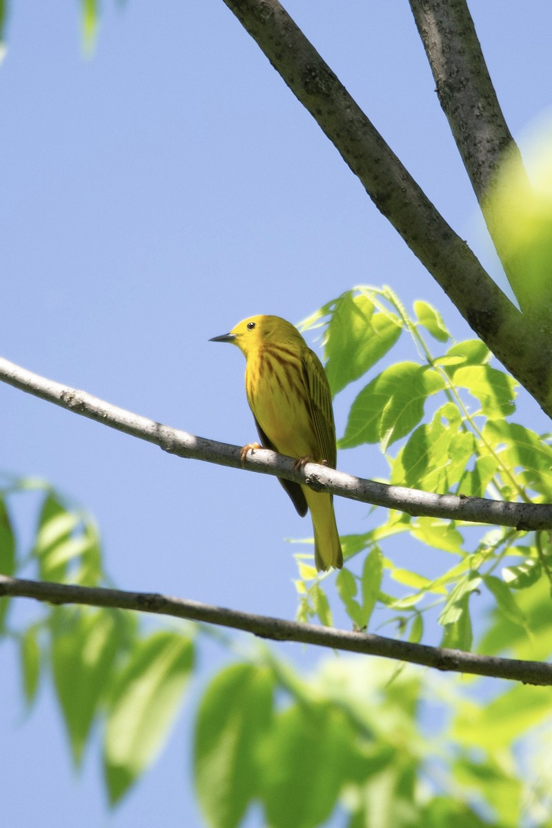 Yellow Warbler - Natalie Queally