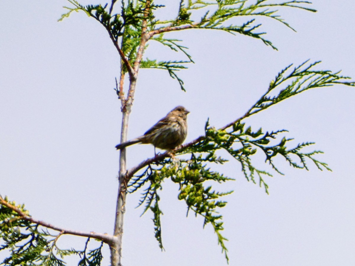 House Finch - Aldrin Leung