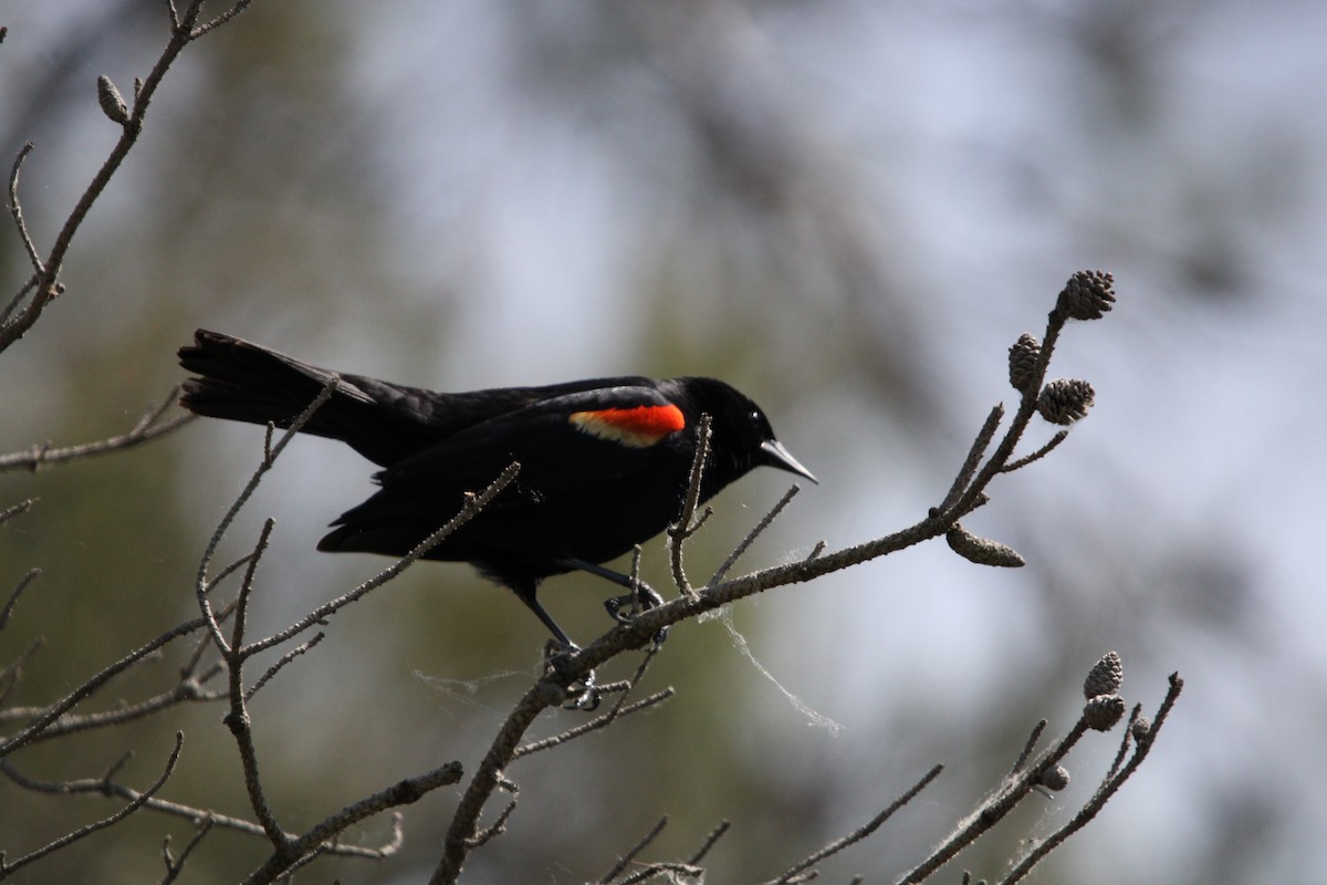 Red-winged Blackbird - Toni Van Wesep