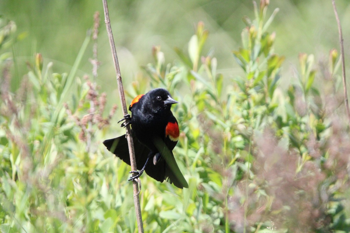 Red-winged Blackbird - Toni Van Wesep