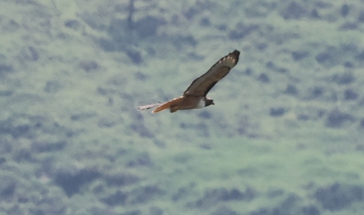 Red-tailed Hawk - Debbie Crowley