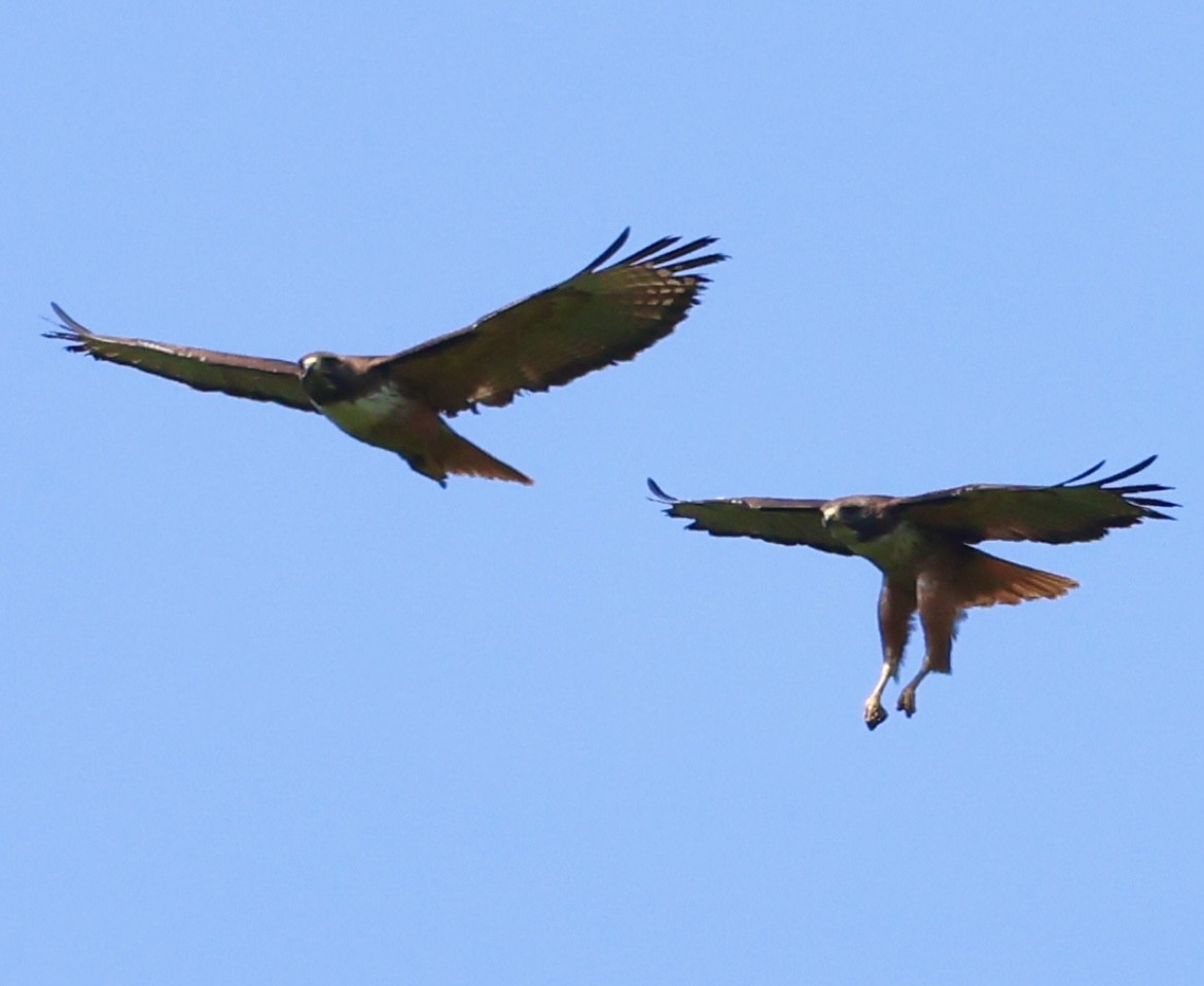 Red-tailed Hawk - Debbie Crowley