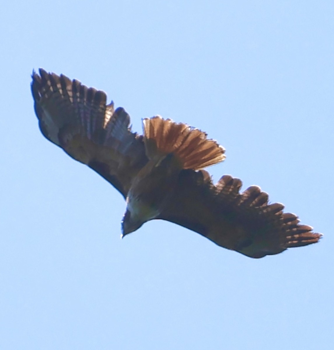 Red-tailed Hawk - Debbie Crowley